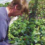 Separating Plants in the Civic Nursery