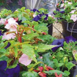 Self Watering Hanging Baskets